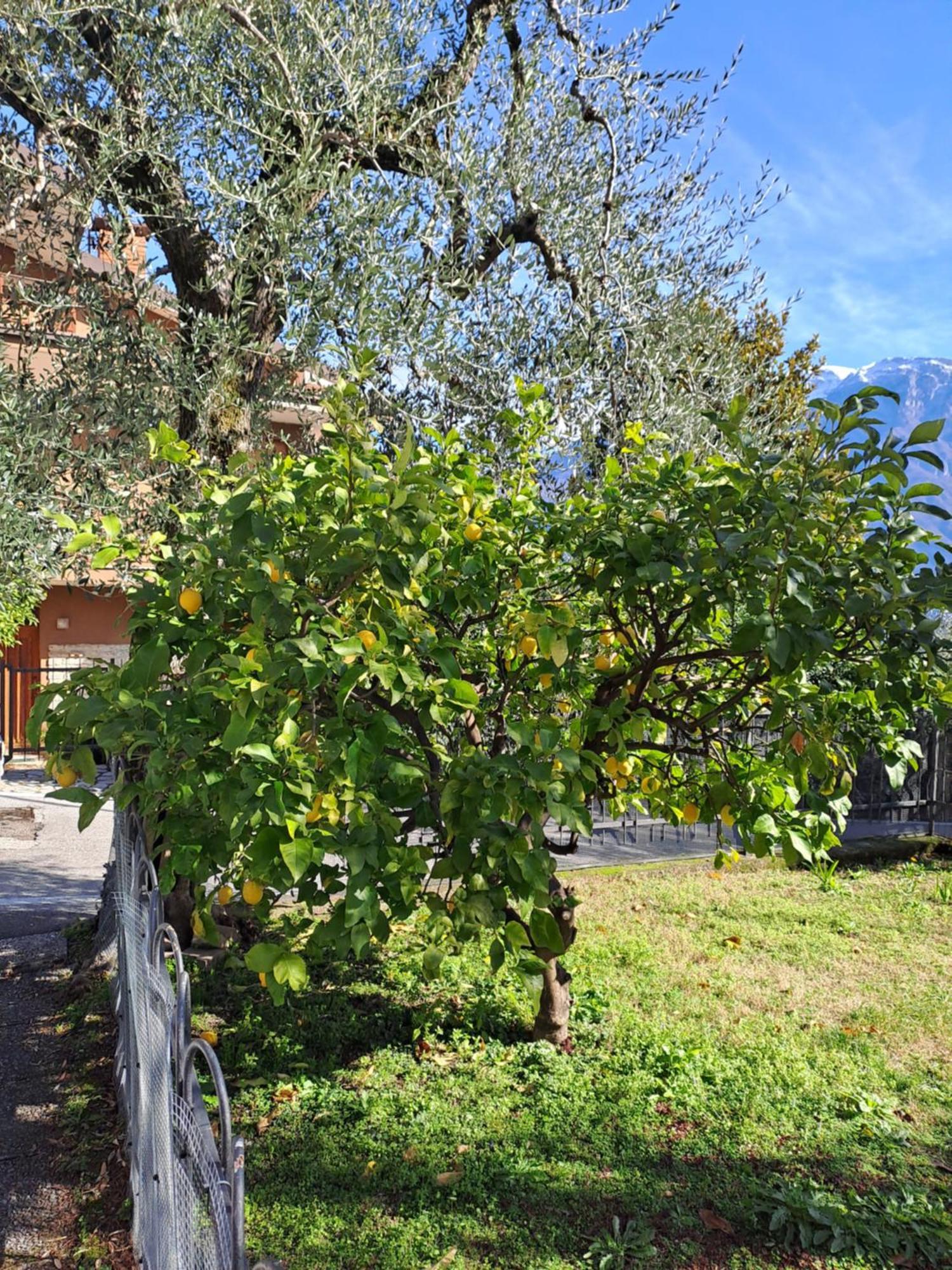 Oma Margareta Apartment Limone sul Garda Extérieur photo