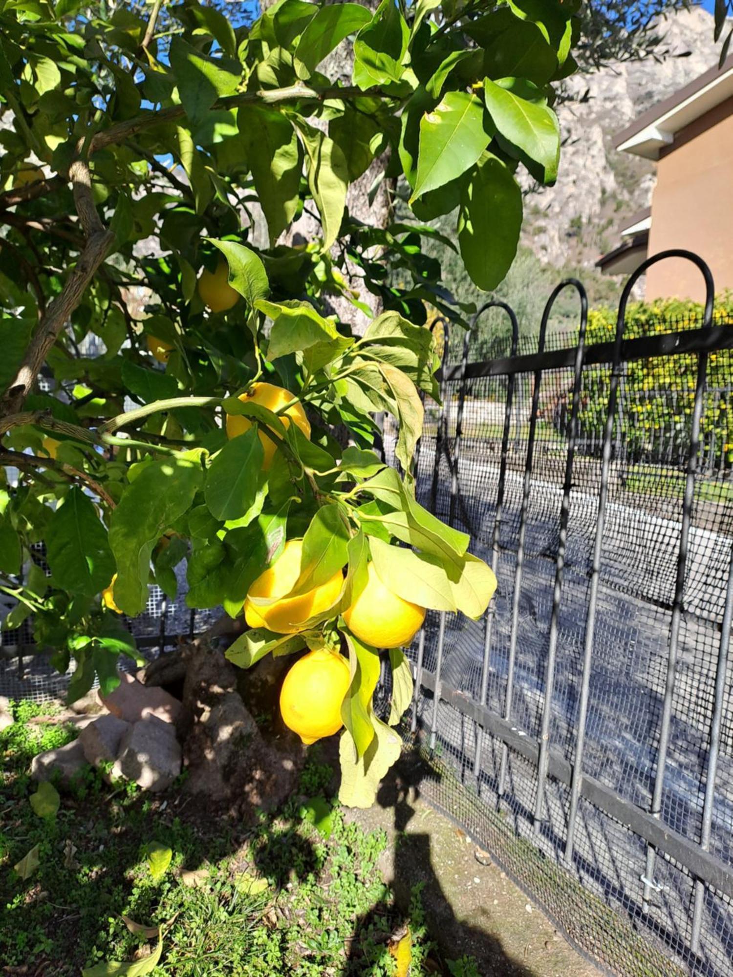 Oma Margareta Apartment Limone sul Garda Extérieur photo